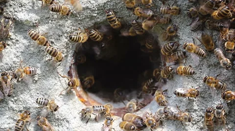 An insect of a large group, bees, macro view, no color correction Stock Footage 63651628