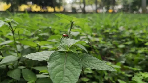 Insect of large milkweed bug on leaf. Rainy day in the park, waterdrops falling Stock Footage 99553863