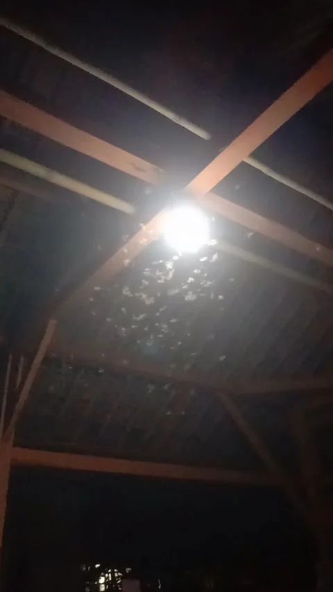 Insect Larons Stock Footage 294203616