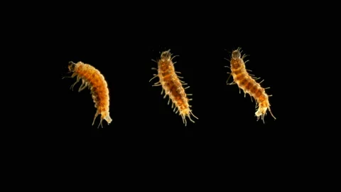 Insect larva caterpillar, under the microscope Stock Footage 105879282