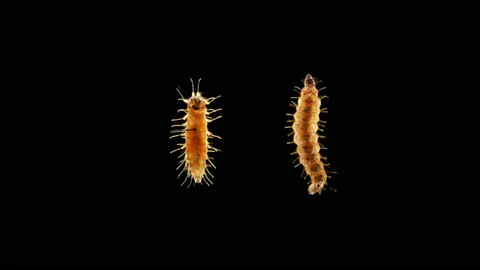 Insect larva caterpillar, under the microscope Stock Footage 105879797