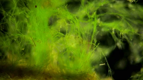 Insect larva Chironomidae under the microscope Stock Footage 111281163