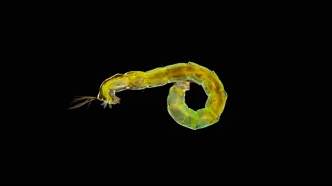 Insect larva Chironomidae under the microscope Stock Footage 132277007