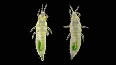 Insect larva Thysanoptera under a microscope, in agronomy, most types of thrips Video stock 134480578