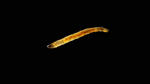 Insect larva Worm-shaped, under a microscope, was found in moss Stock Footage 105878645