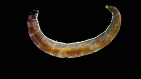 Insect larva Worm-shaped, under a microscope, was found in moss Stock Footage 105880626