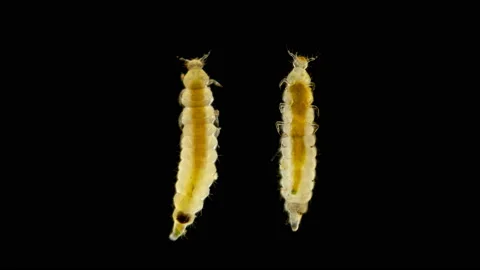 Insect larva Worm-shaped, under a microscope Stock Footage 109617259