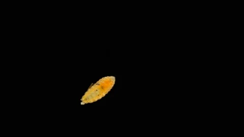 Insect larva Worm-shaped, under a microscope Stock Footage 116485926