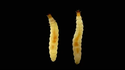 Insect larva Worm-shaped, under a microscope, has three pairs of short legs Stock Footage 139876356