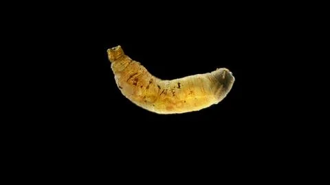 Insect larva worm-shaped, under a microscope, was found in moss, devoid of .. Stock Photos