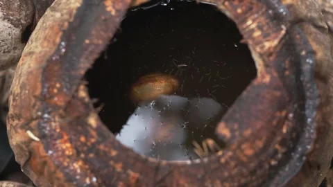 Insect Larvae Breeding in Rainwater Inside Coconut Shell Stockbeeldmateriaal 335114797