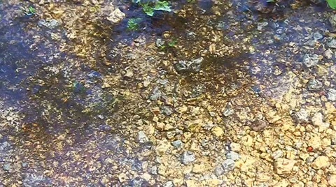 Insect Larvae Swimming Illinois 動画素材 34865404