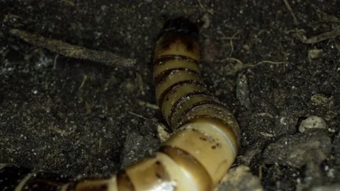 Insect Larvae Worm Crawls in the Dark Stock Footage 130227200