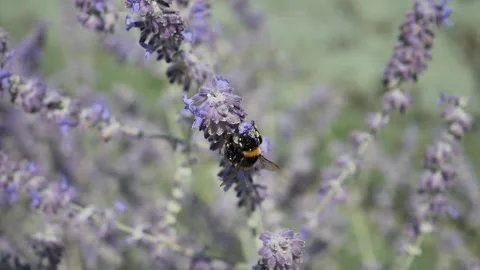 Insect on lavanda Stock Footage 137000098