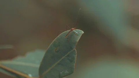 Insect on a leaf 2 動画素材 128140558