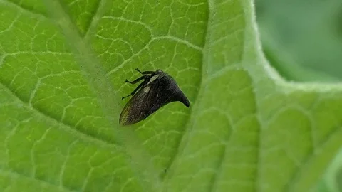 Insect as leaf beetles on green leaf in summer forest, macro 4k Stock Footage 80878336