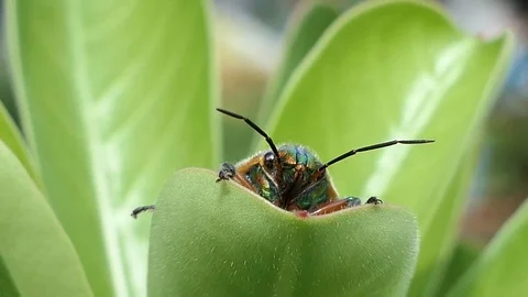 Insect as leaf beetles on green leaf in summer forest, macro 4k Stock Footage 80886929
