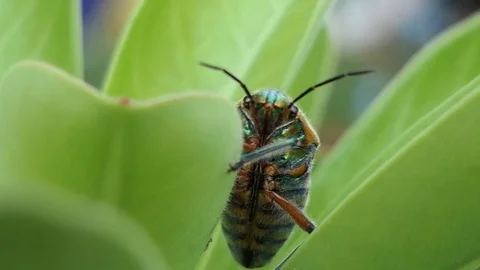Insect as leaf beetles on green leaf in summer forest, macro 4k Stock Footage 80887492