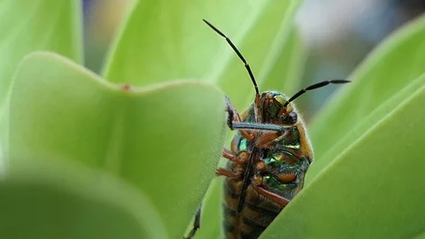Insect as leaf beetles on green leaf in summer forest, macro 4k Stock Footage 80888270