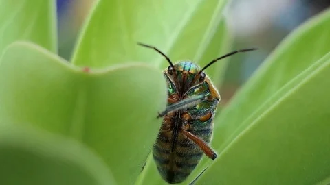 Insect as leaf beetles on green leaf in summer forest, macro 4k Stock Footage 80891460