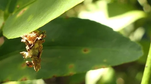 Insect as leaf beetles on green leaf in summer forest, macro 4k Stock Footage 81620493