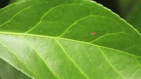 Insect on Leaf Stock Footage 8151161