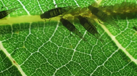 Insect on the leaf Video stock 64999463