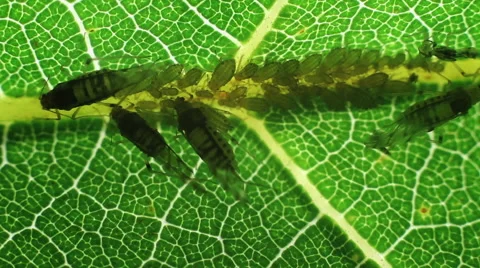 Insect on the leaf Stock Footage