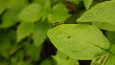 Insect on leaf Stockbeeldmateriaal 76677977