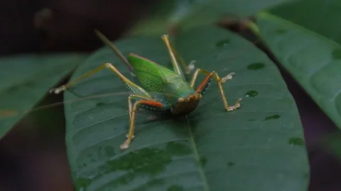 Insect on leaf Stock Footage