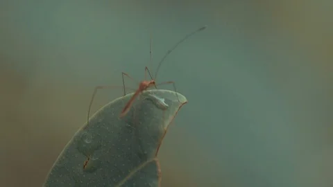 Insect on a leaf 스톡 동영상 128140528