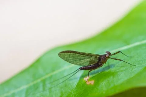 Insect on leaf in forest Foto stock
