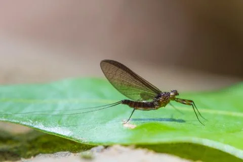 Insect on leaf in forest 스톡 사진
