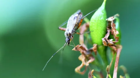 Insect on leaf in the garden. Stock Footage 36689278