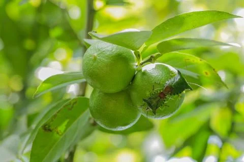 Insect on leaf lemon. Stock Photos