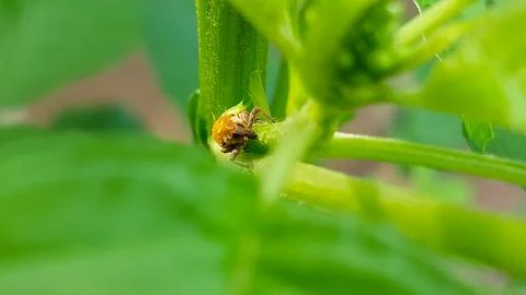 Insect on leaf macro shot in daylight Foto stock