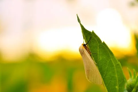 Insect on the leaf. Stock Photos