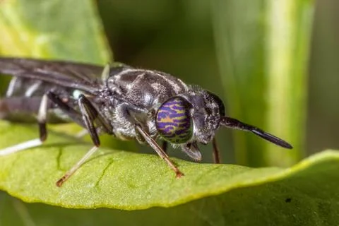 Insect on leaf Foto stock
