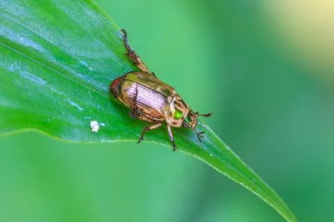Insect on leaf Stock Photos