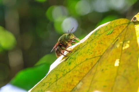 Insect on leaf Stock Photos