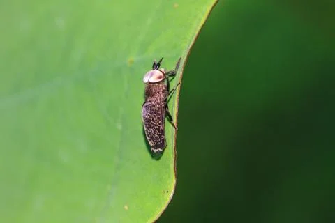 Insect on leaf Stock Photos