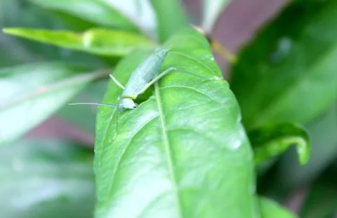Insect on leaf Stock Photos