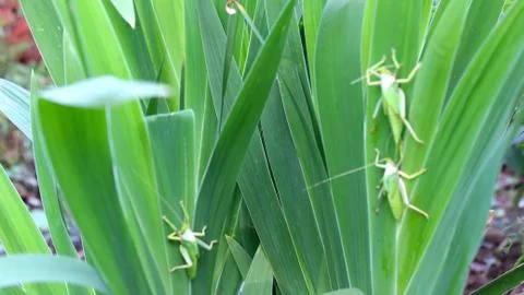 Insect on leaf Stock Photos