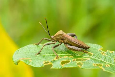 Insect on the leaf Stock Photos