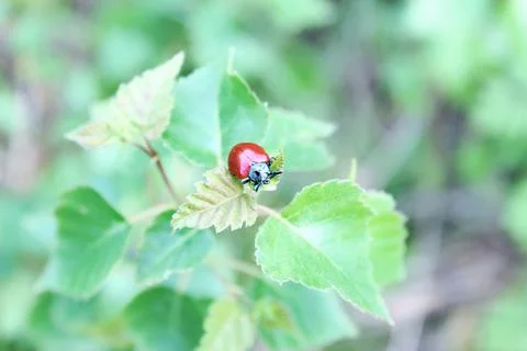  insect on a leaf Stock Photos