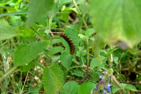 Insect on leaf Stock Photos
