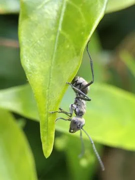 Insect on a leaf Stock Photos