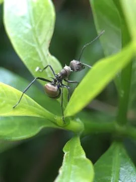 Insect on a leaf Stock Photos
