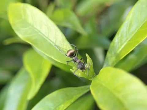 Insect on a leaf Stock Photos