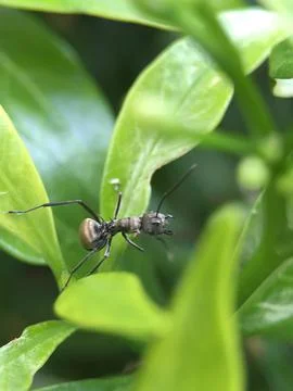 Insect on a leaf Stock Photos